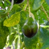 dsc00098